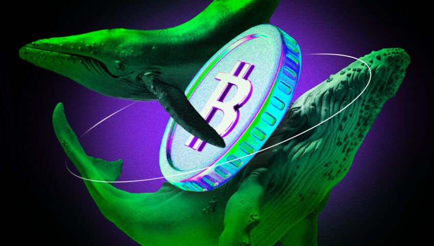 Allarme balene cripto: 16 nuovi indirizzi Bitcoin (BTC) in un solo giorno