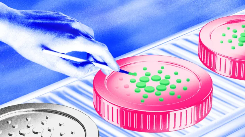 La Cardano Foundation mira ad accelerare l’adozione della blockchain nel settore pubblico del Brasile